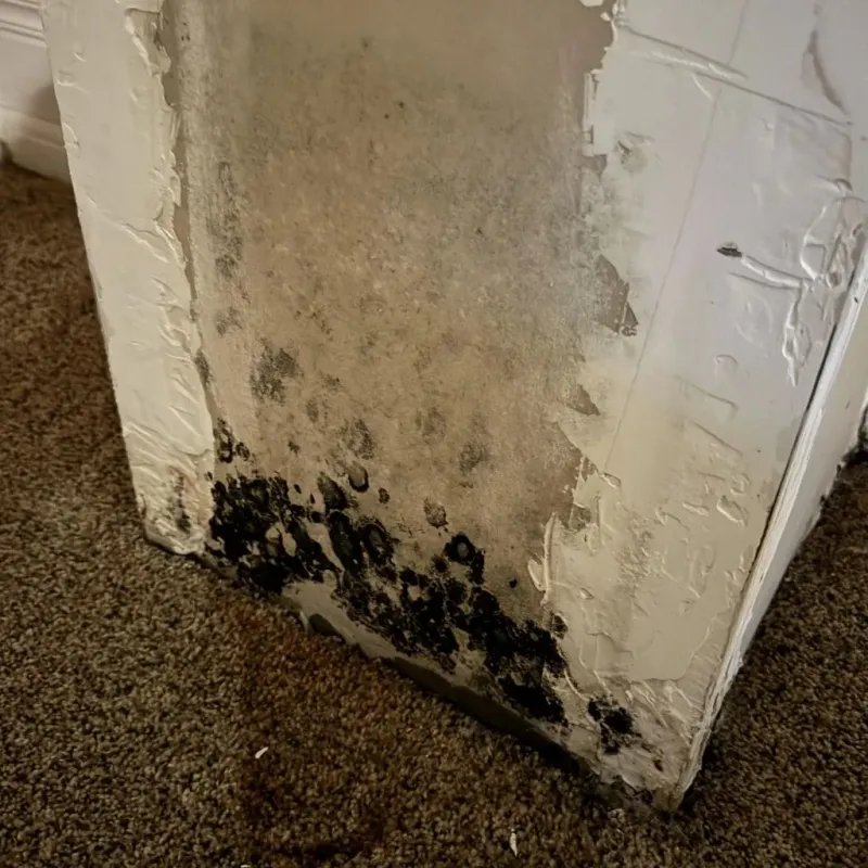 Professional Mold Removal in Josephine, TX